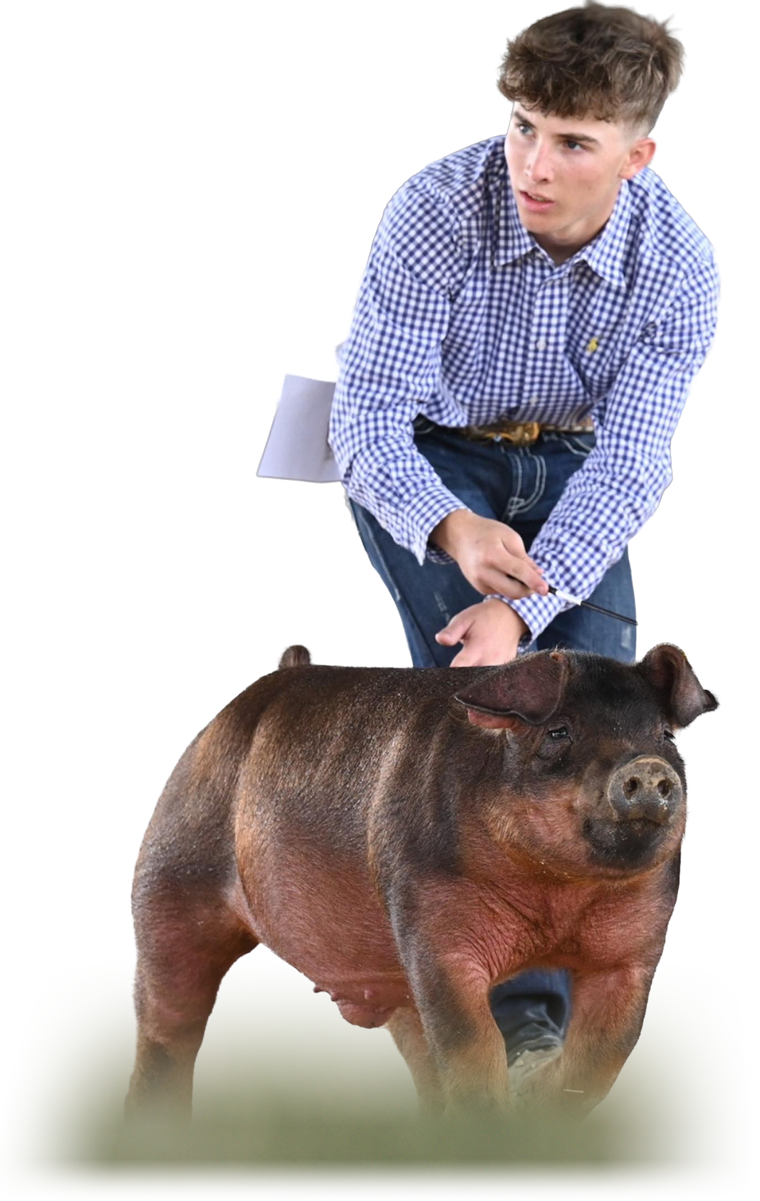 Scar Boar
