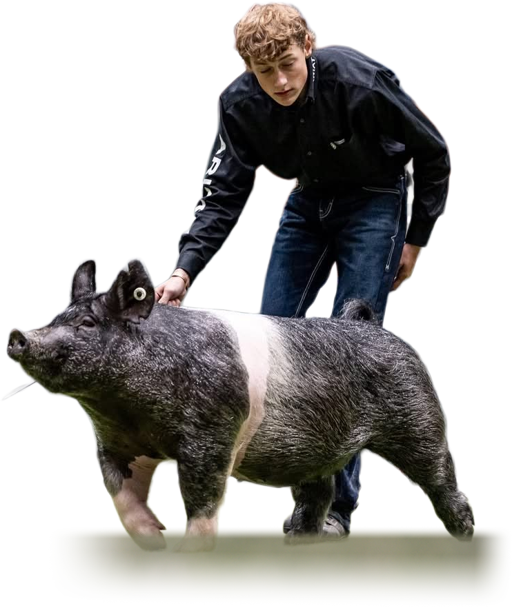 Scar Boar