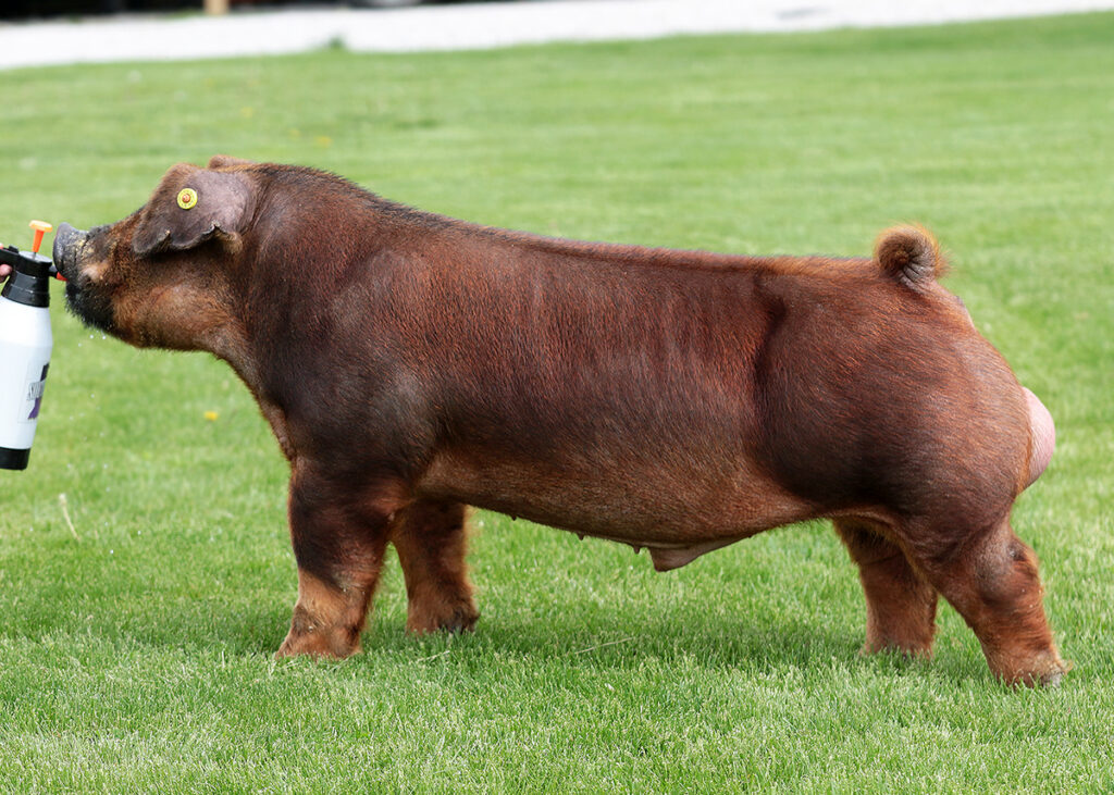 RED NECKER